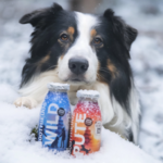 smoothiedog-wild-pute-friandise-liquide-chien-250ml