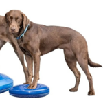 Fitpaws banace disc 35
