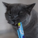 Wow Cat soft sticks saumon chat