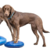 Fitpaws banace disc 35