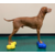 FITPAWS K9FITBONE MINI LOT 2