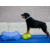 FITPAWS K9FITBONE
