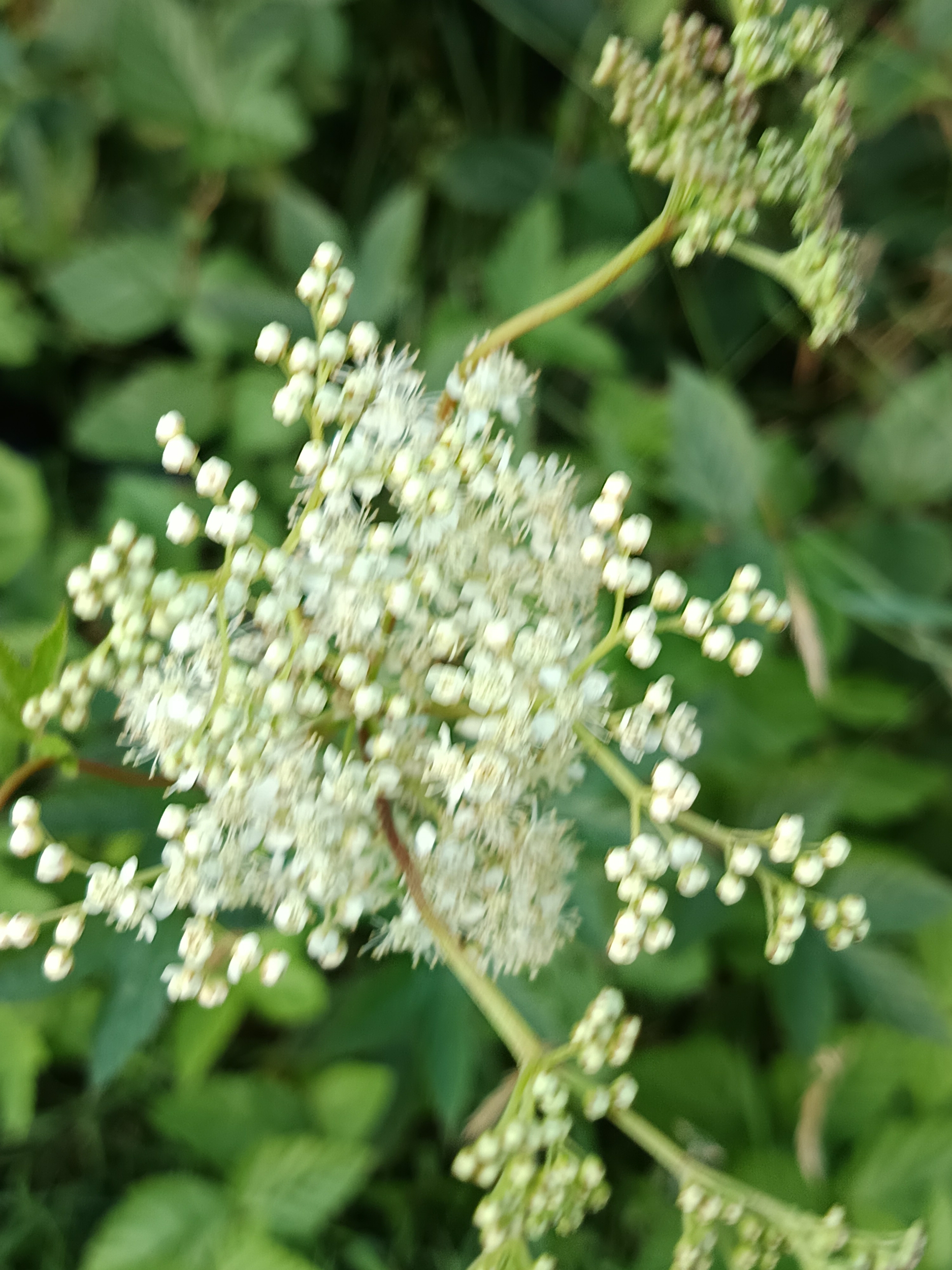 IMG_20250707_194122