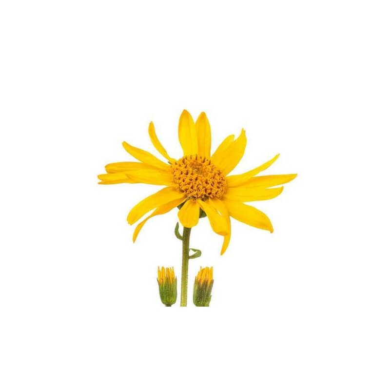 MACARN-01 - Macerat huileux Arnica