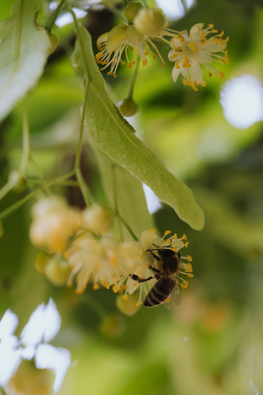 Gros Plan Dune Abeille Assise Sur Une Fleur