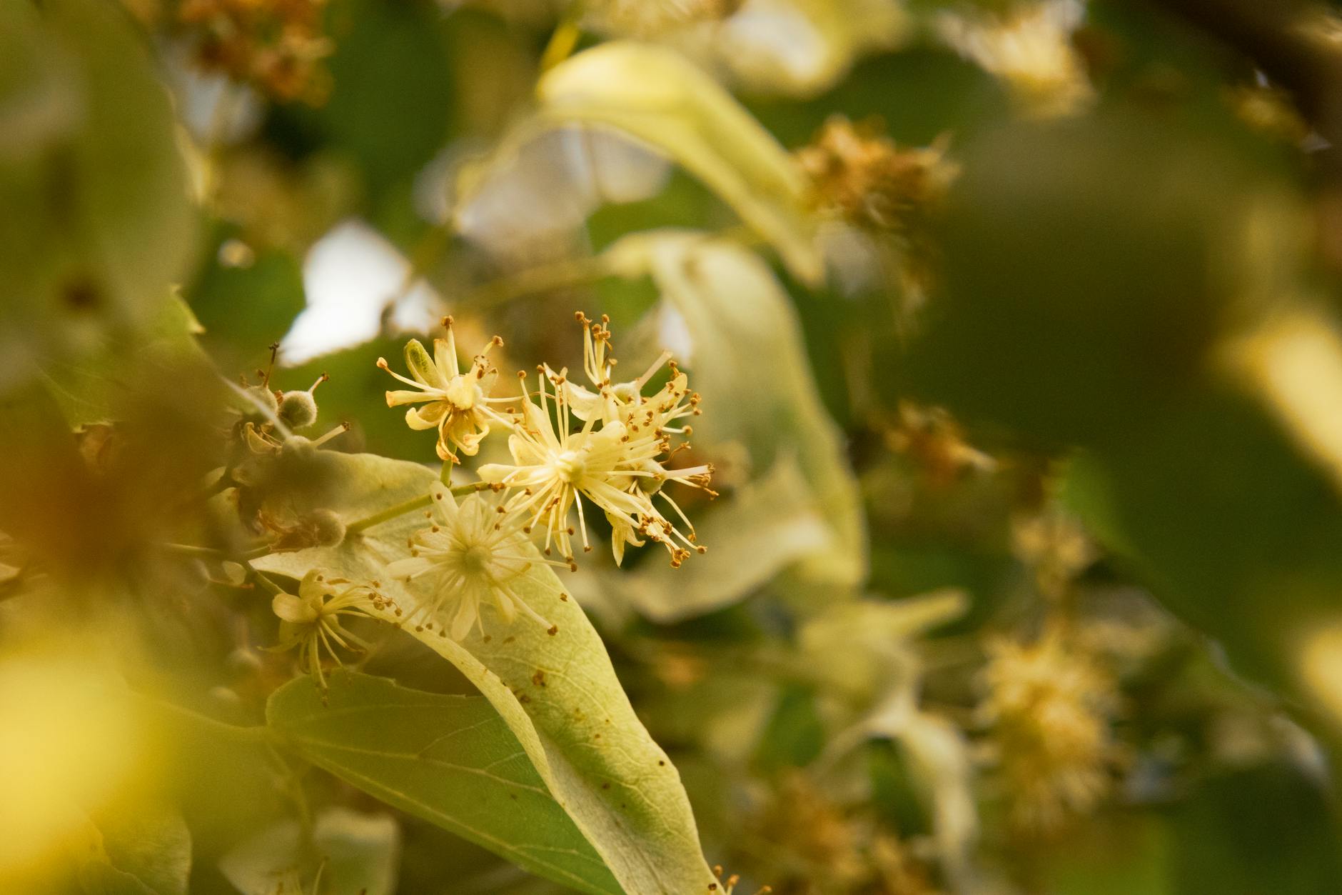 Gros plan détaillé des fleurs de tilleul en fleurs en Lettonie, mettant en valeur la beauté naturelle