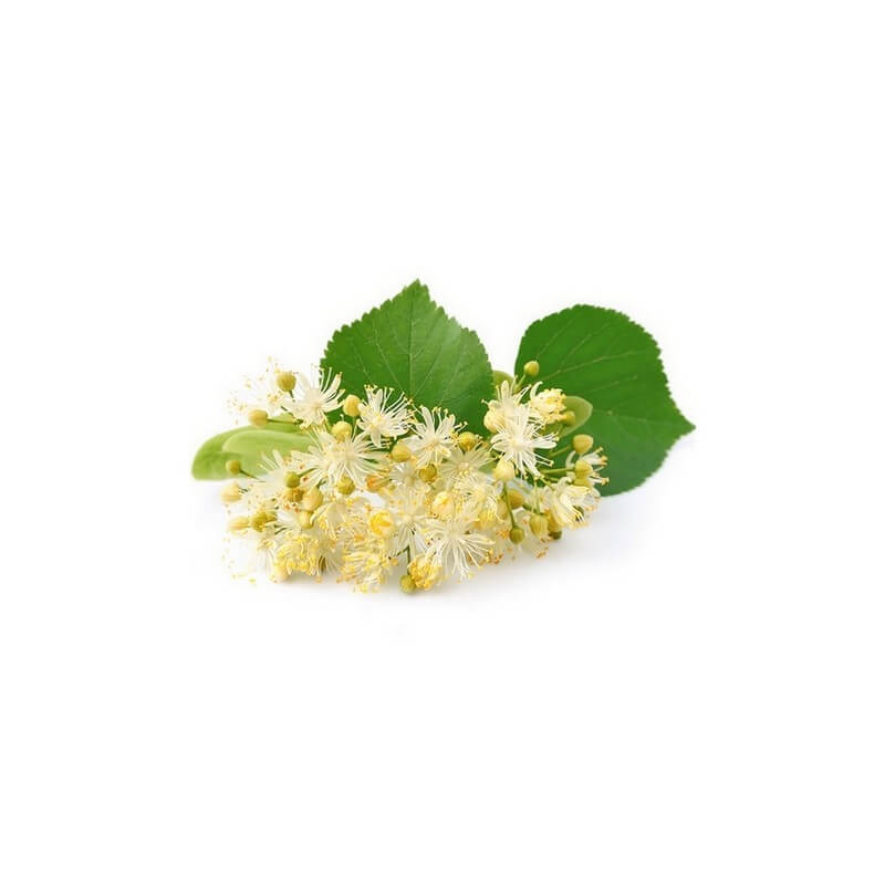 tilleul-macerat-de-bourgeons-bio (3)