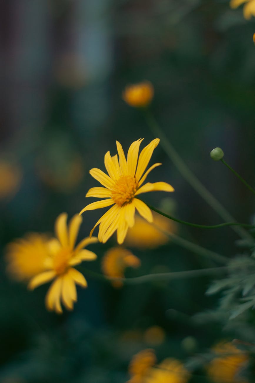 Fleur Darnica Jaune