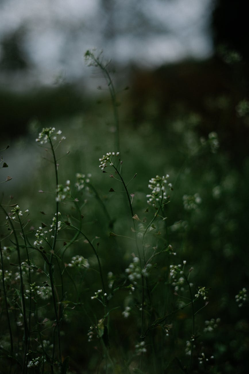 Photos gratuites de atmosphérique, beauté naturelle, bio