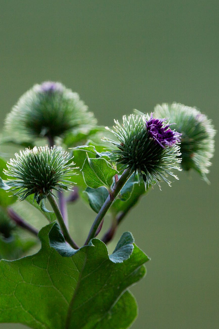 Vue détaillée dune plante de bardane aux fleurs vertes et violettes, mettant en valeur les textures de la nature