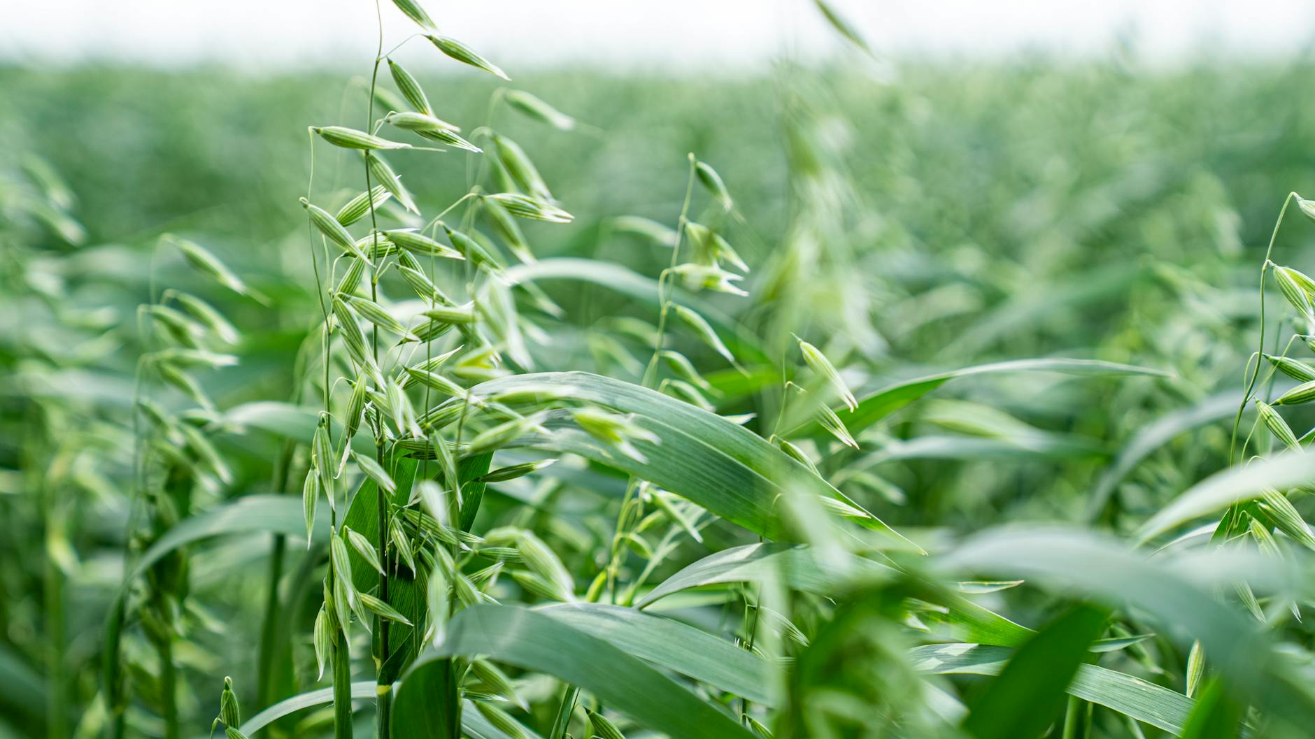 Photos gratuites de agriculture, agriculture durable, agronomie