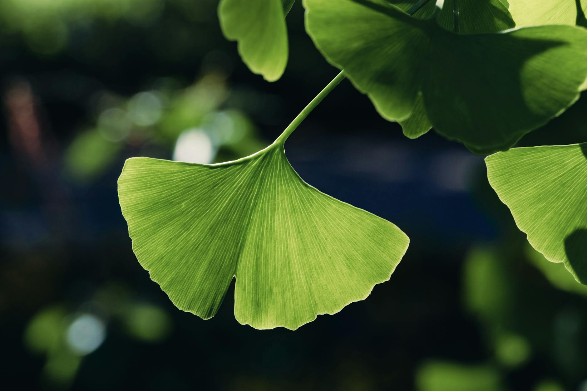 Photos gratuites de à base de plantes, aménagement paysager, arbre