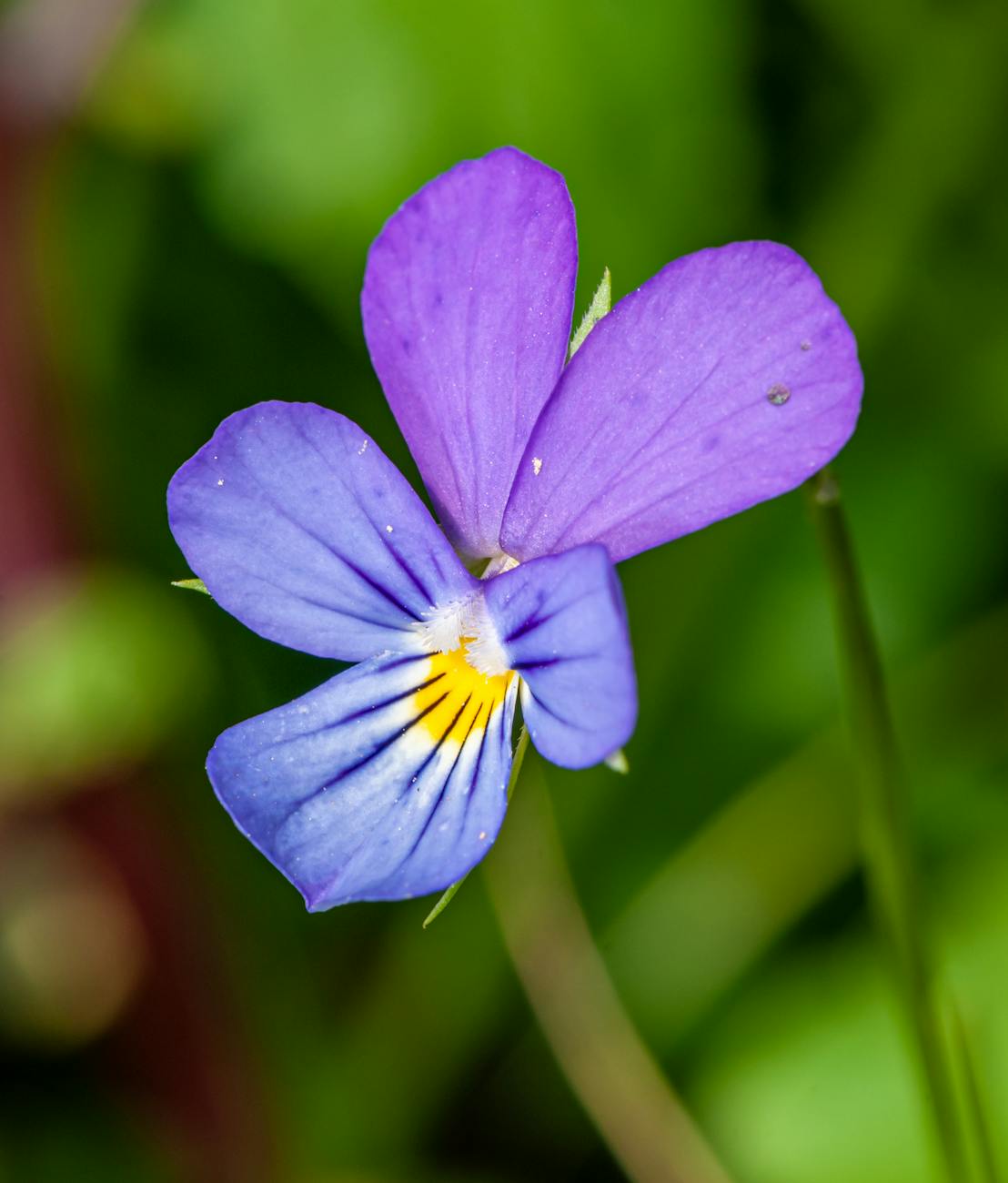 Gros Plan Dune Fleur