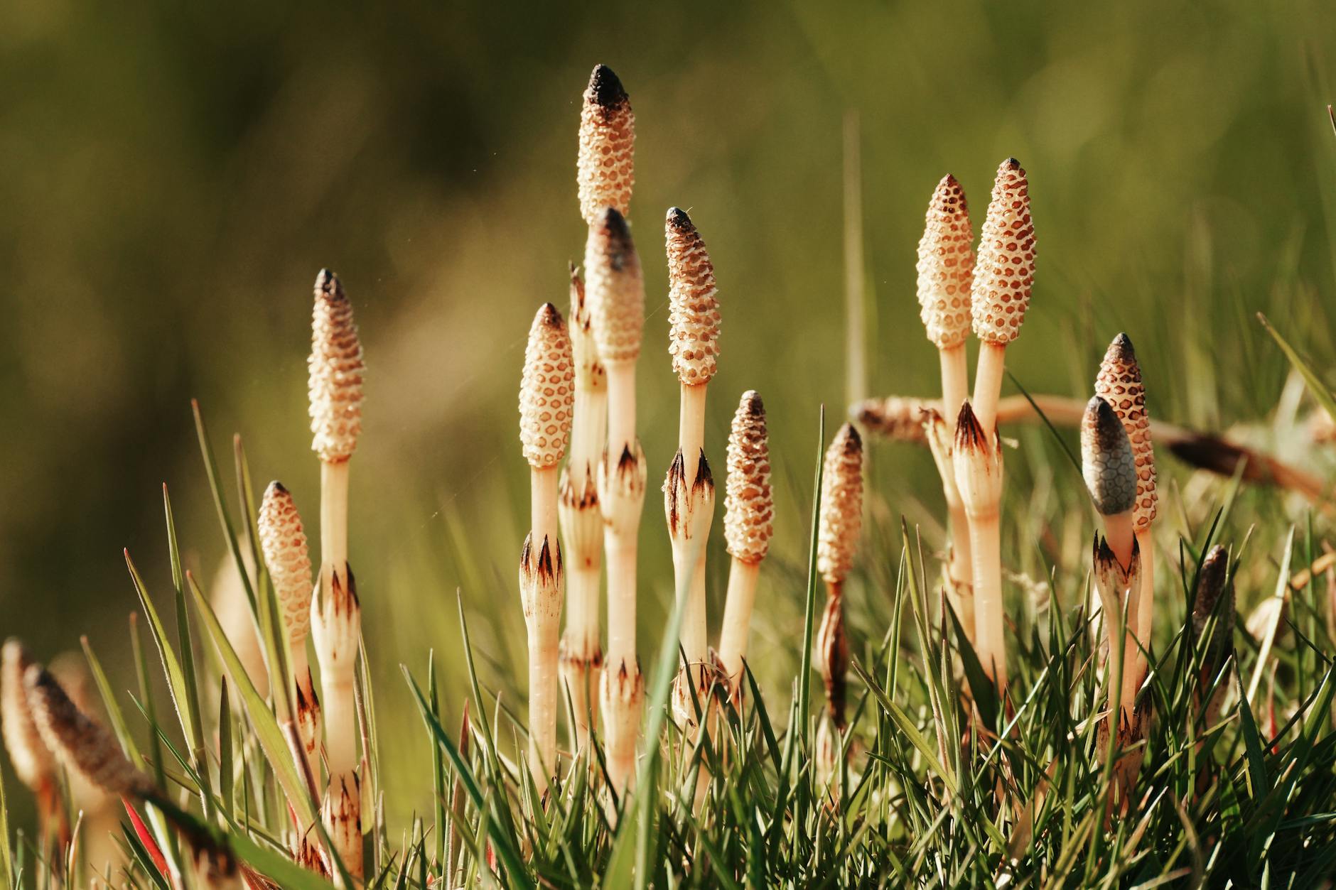 Vue détaillée des plants de prêle des champs dans un cadre herbeux, capturant leur texture unique