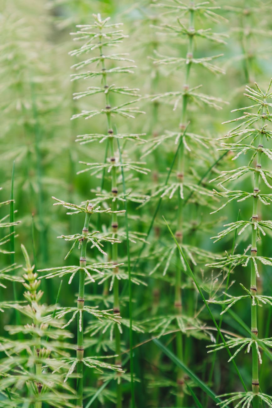 Plantes De Prêle Des Champs Vertes