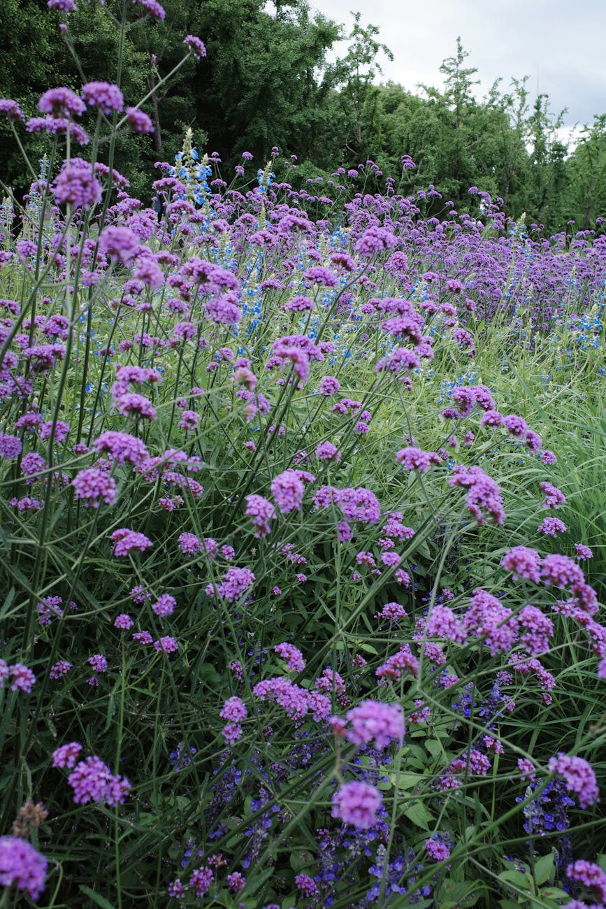 Un champ luxuriant de fleurs de verveine violette en pleine floraison, mettant en valeur les couleurs vibrantes de la nature en été