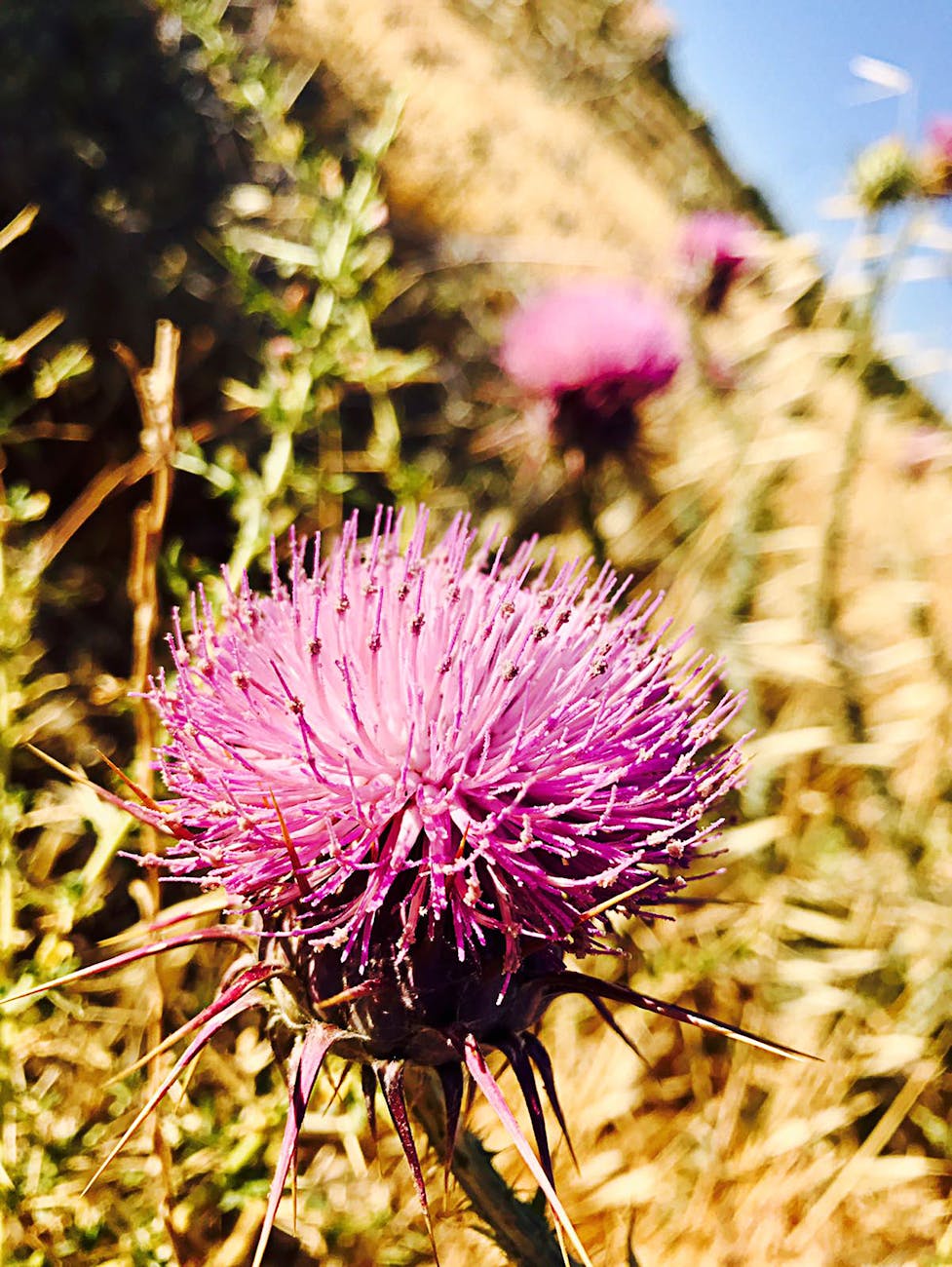 Quatre Fleurs Pétales Violettes Et Vertes