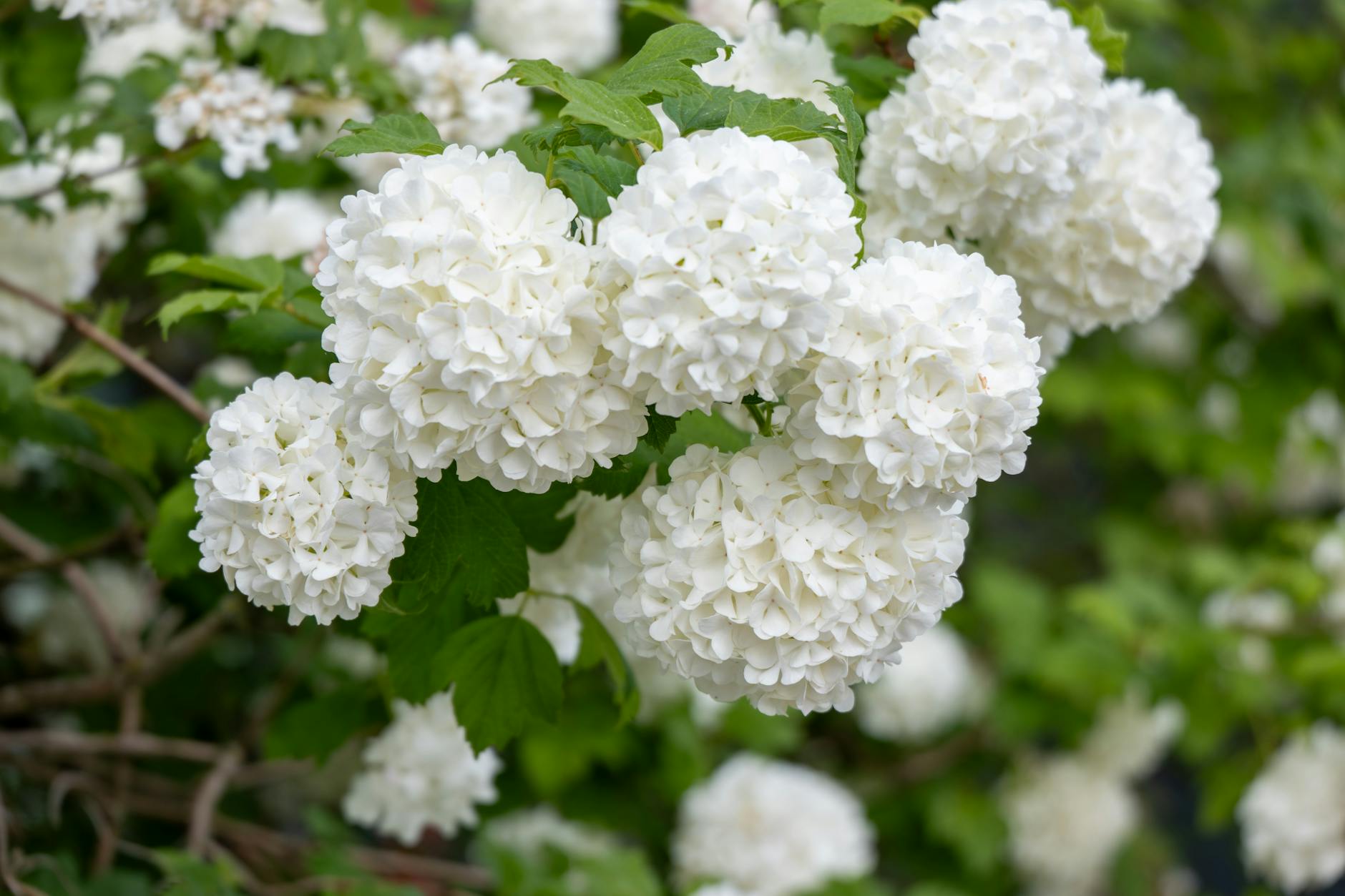 Gros plan de fleurs de viorne blanches vibrantes en pleine floraison avec des feuilles vertes luxuriantes