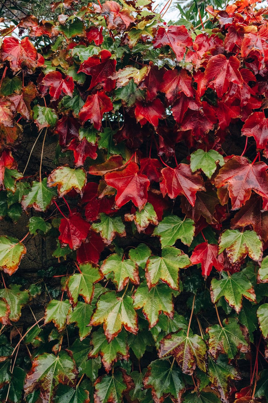 Photos gratuites de amoureux de la nature, après la pluie, automne