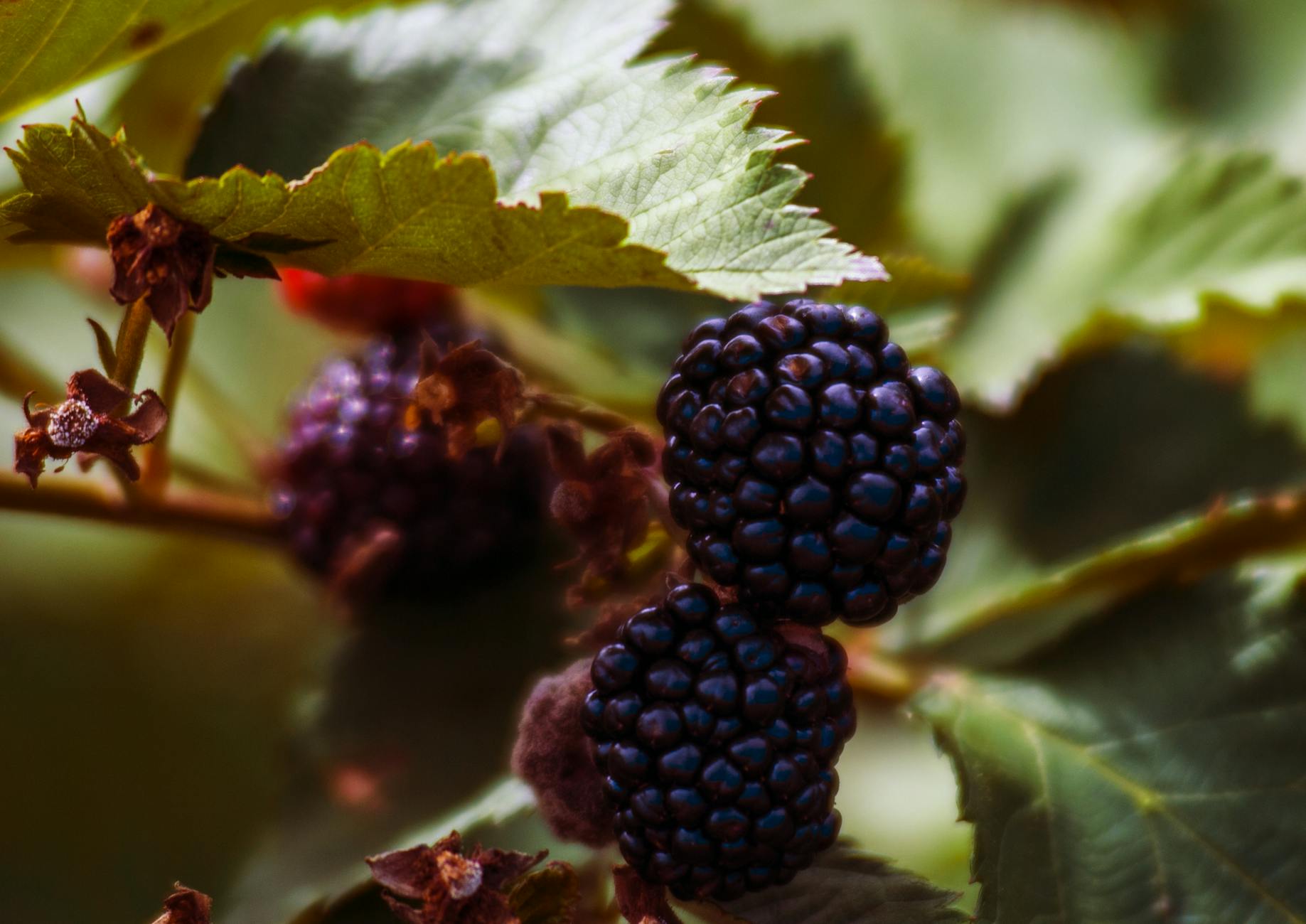 Photos gratuites de agriculture, alimentation saine, aliments