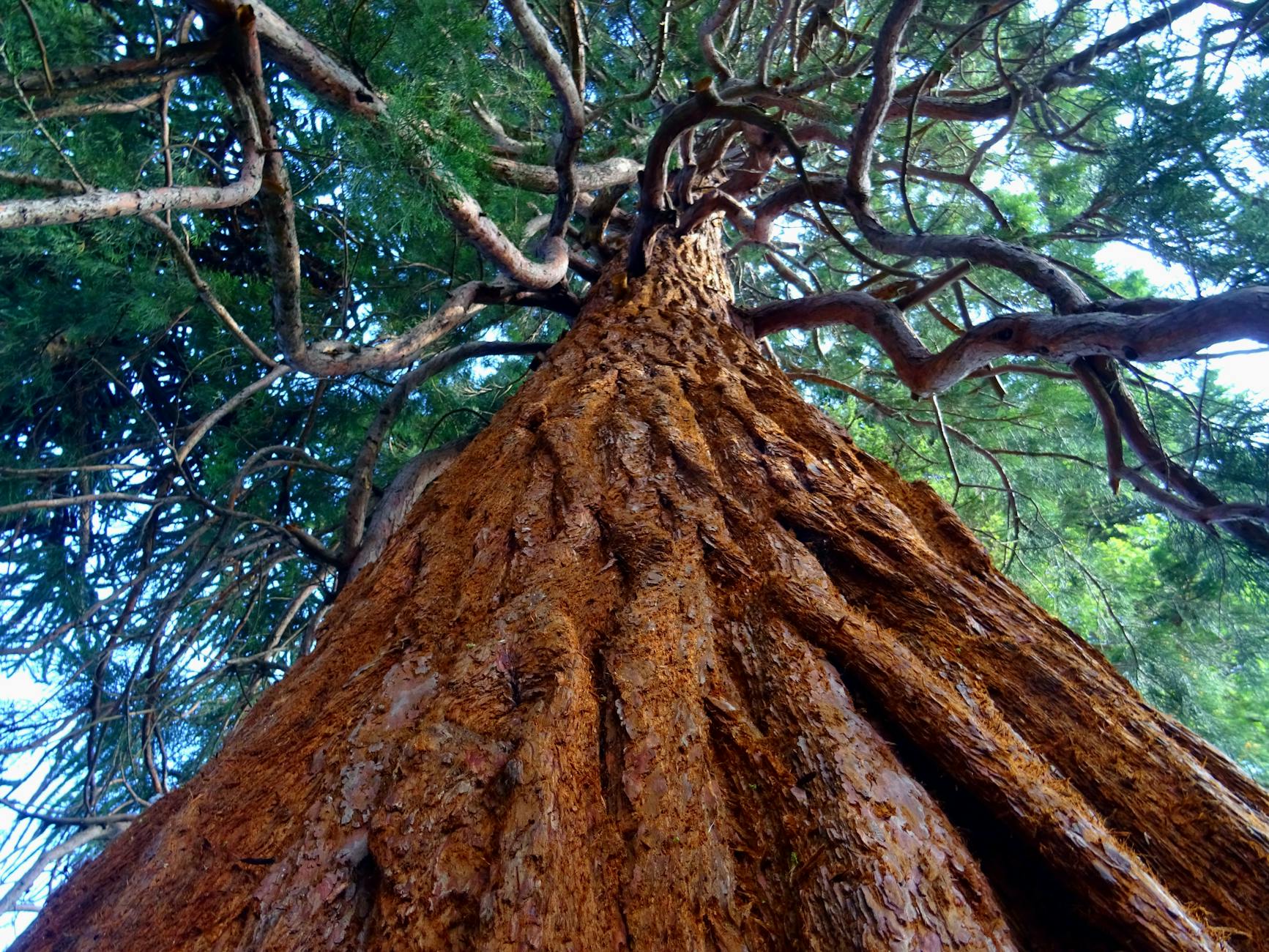 Arbre à Feuilles Vertes