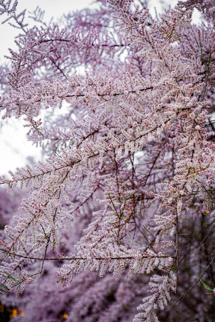 Photos gratuites de affichage floral, arbre, arbre dornement