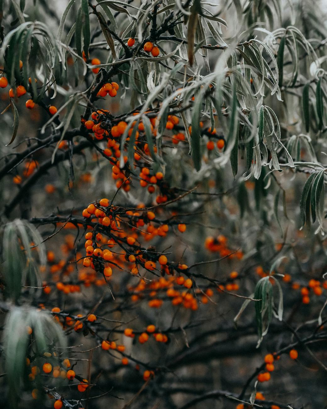 Photos gratuites de arbre, arbustes, arctique
