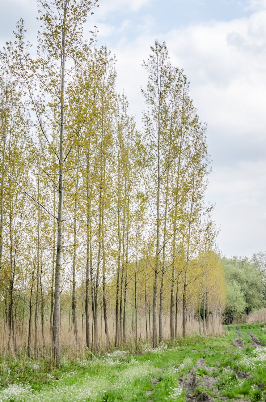 Photos gratuites de arbre, arbres, arrière-plan