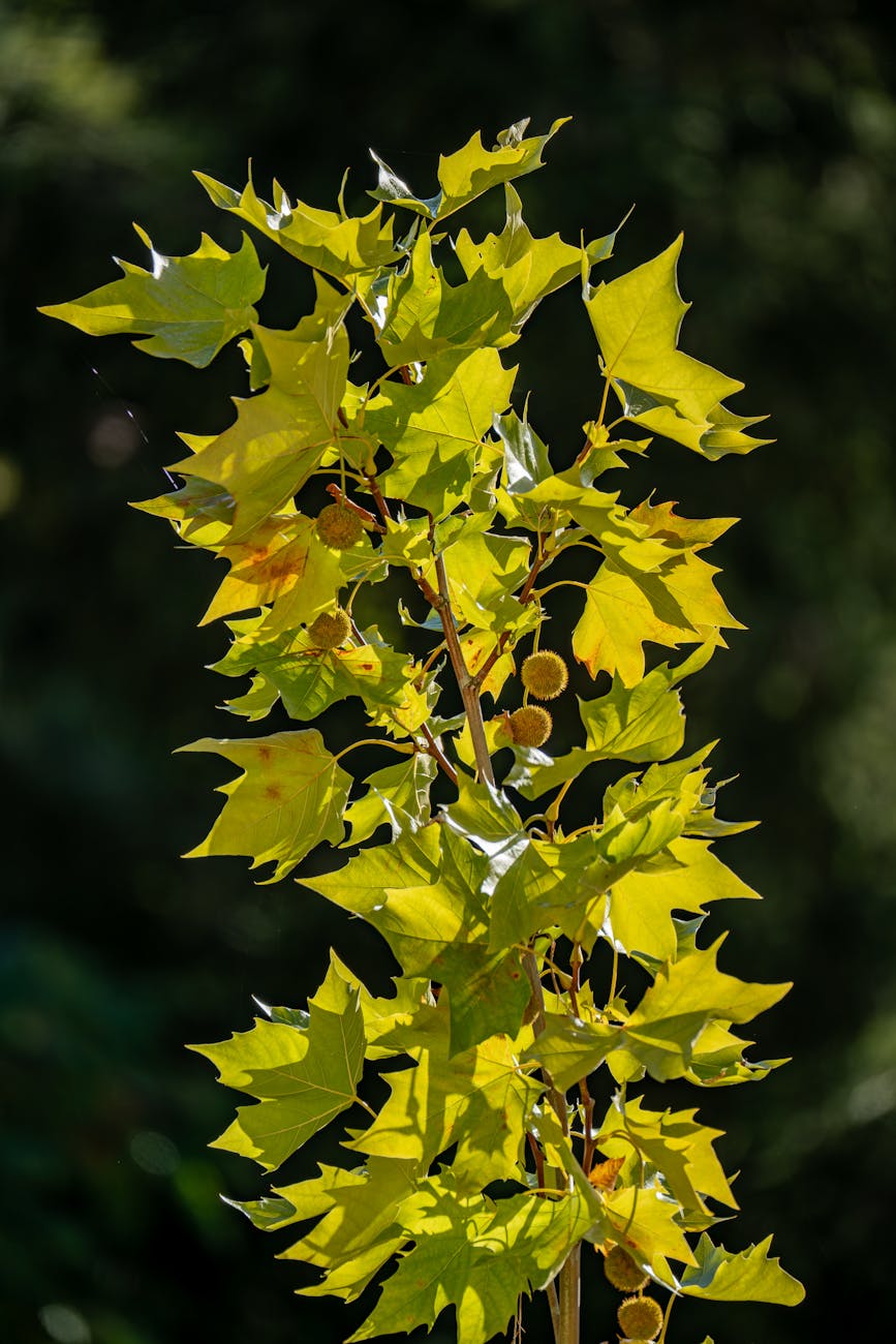 Platane à Feuilles De Corne