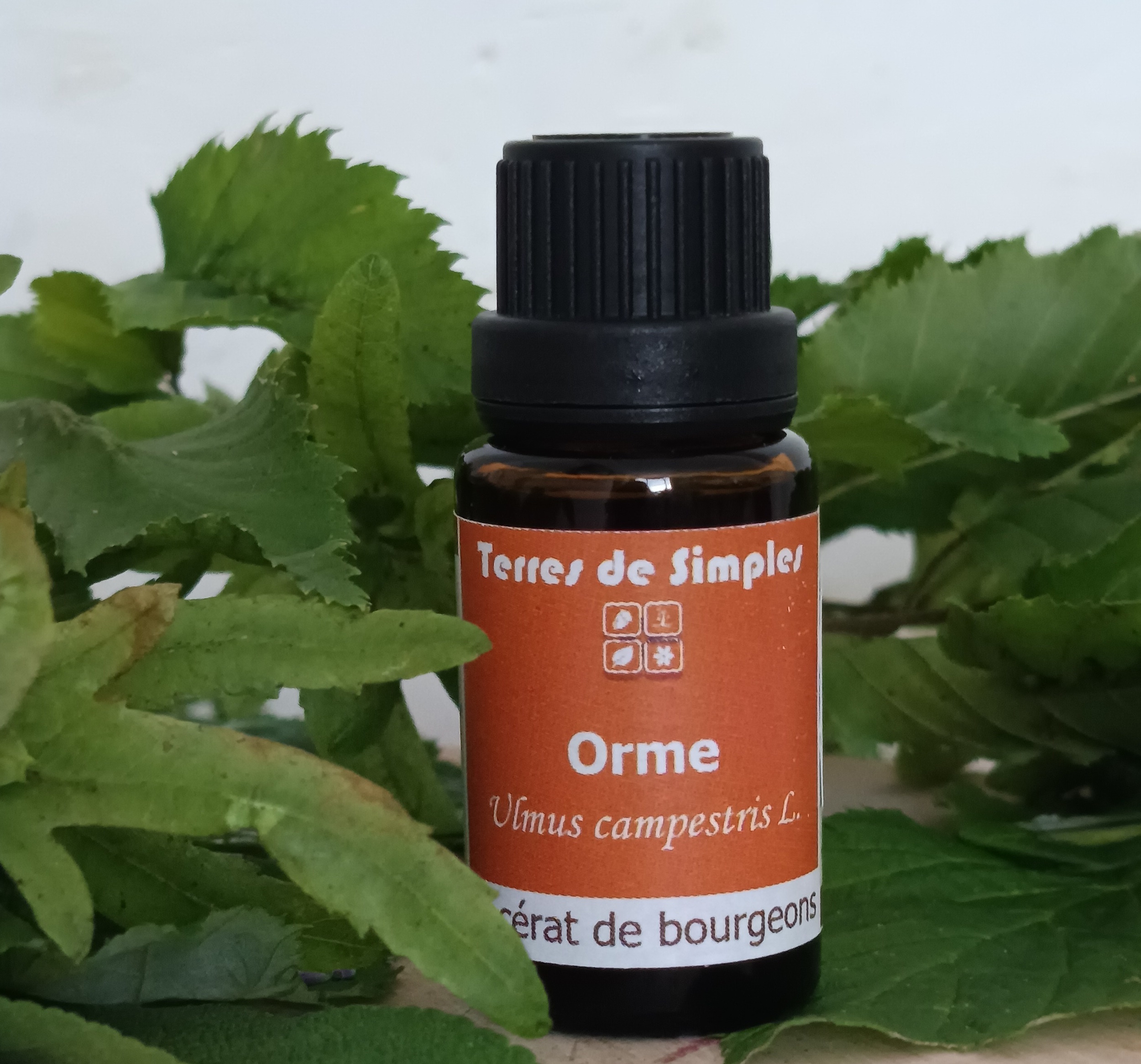 GEM20 - Gemmothérapie Orme 15 ml