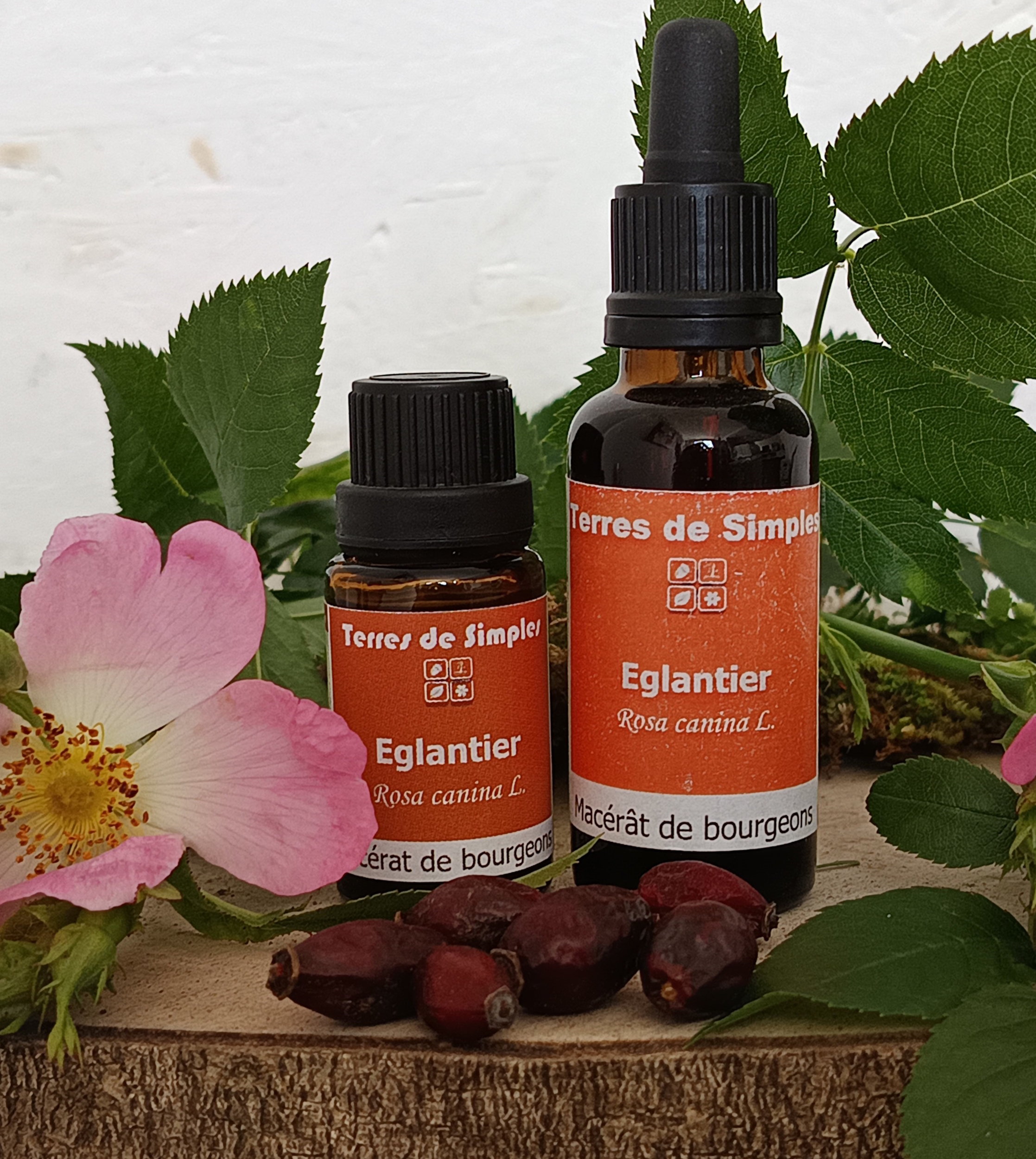 Gemmothérapie Eglantier