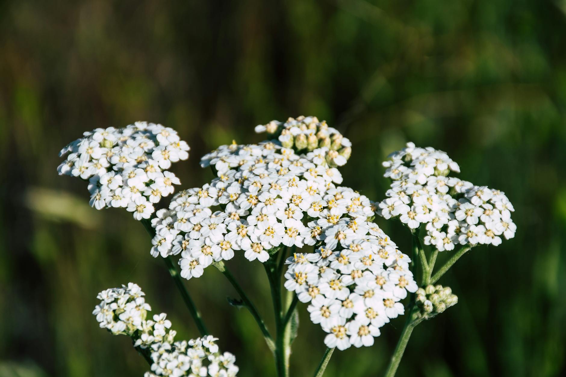 Photographie Sélective De Fleurs Pétales Blanches Pendant La Journée