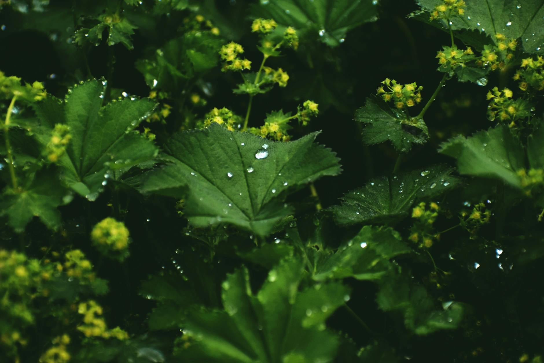 Photos gratuites de alchemilla vulgaris, bio, brillant