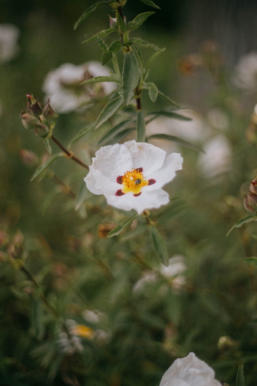 Gros plan de délicates fleurs blanches en fleurs dans le jardin de Monet à Giverny, mettant en valeur la beauté de la nature