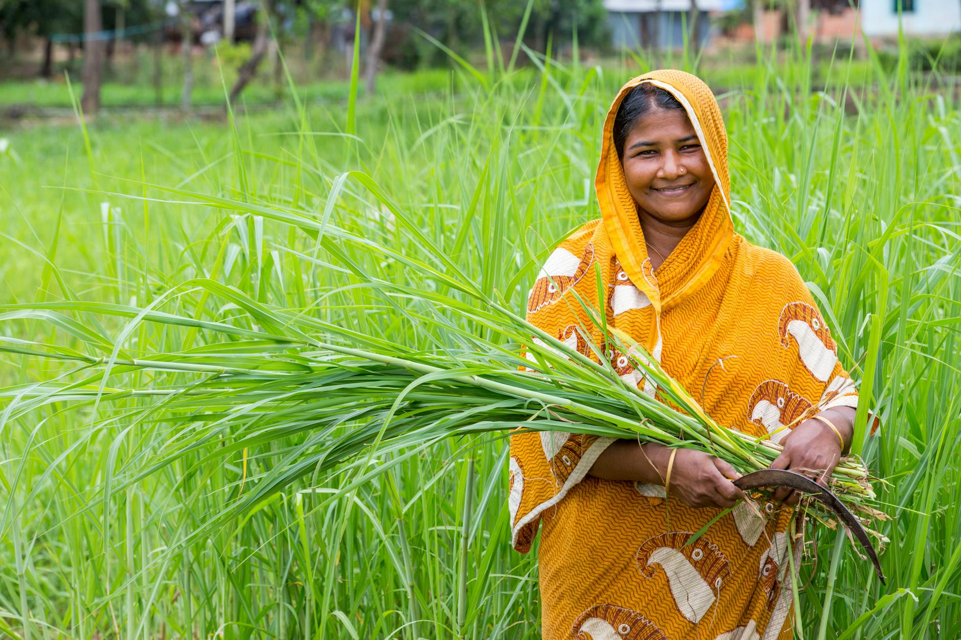 Une femme joyeuse à Chattogram, au Bangladesh, récoltant de la citronnelle verte dans un champ luxuriant et vibrant