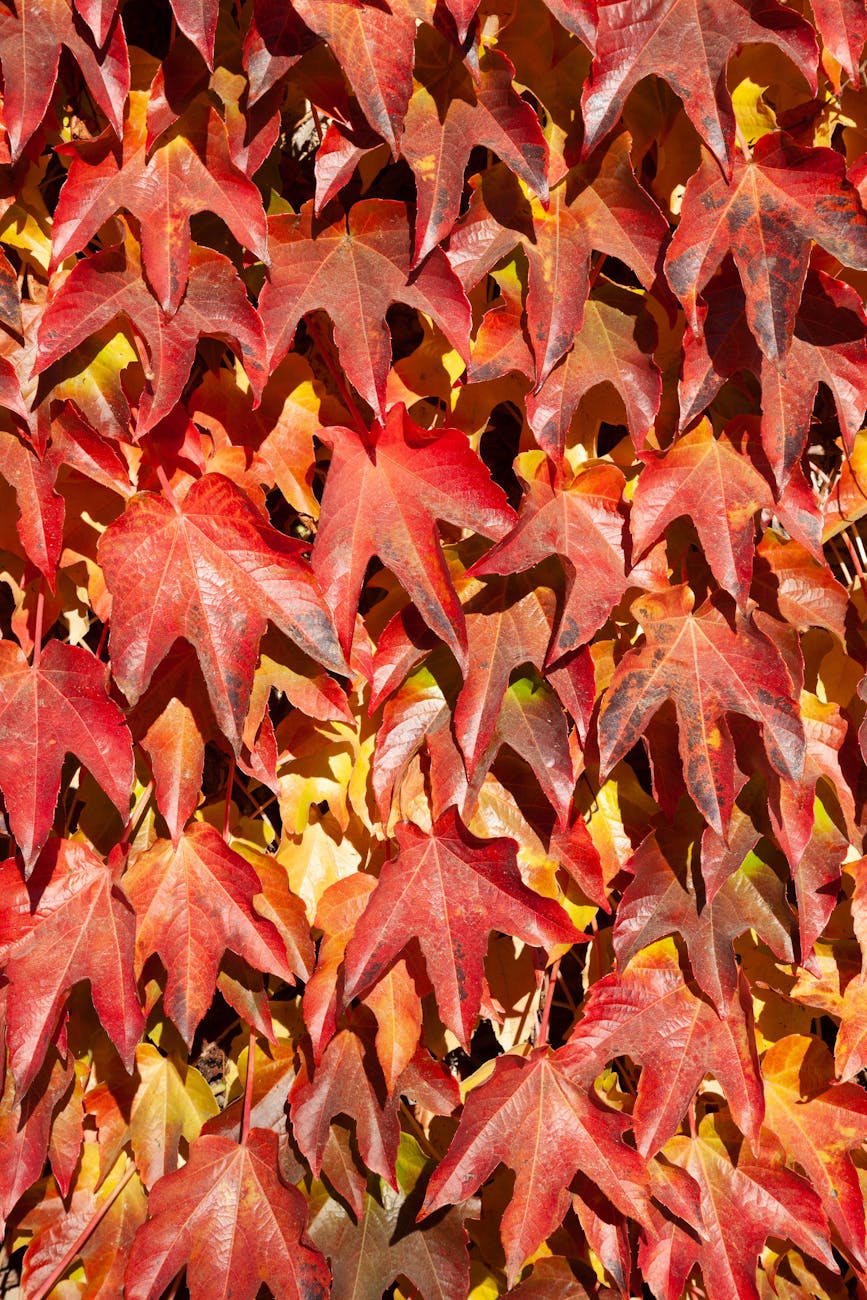 Photos gratuites de à feuilles caduques, automne, brillant