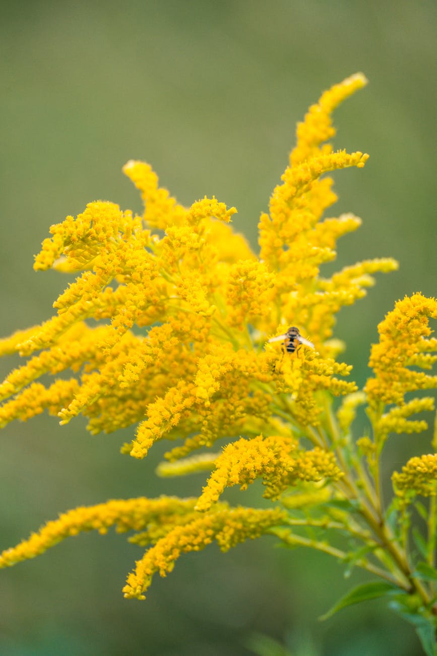 Gros plan dune fleur de verge dor jaune vif avec une abeille dans un jardin parisien