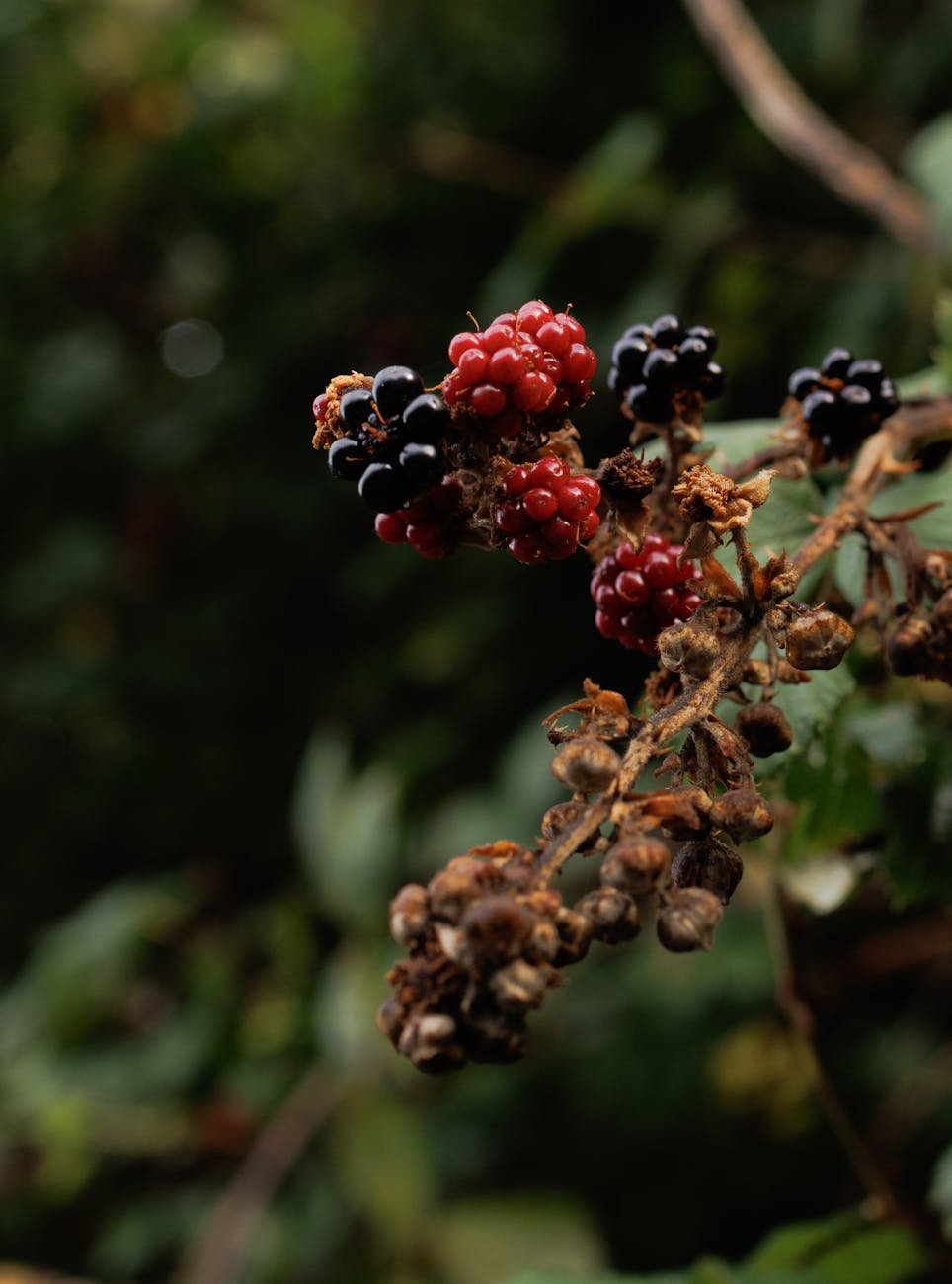 Photos gratuites de adulte, aliments, arbuste