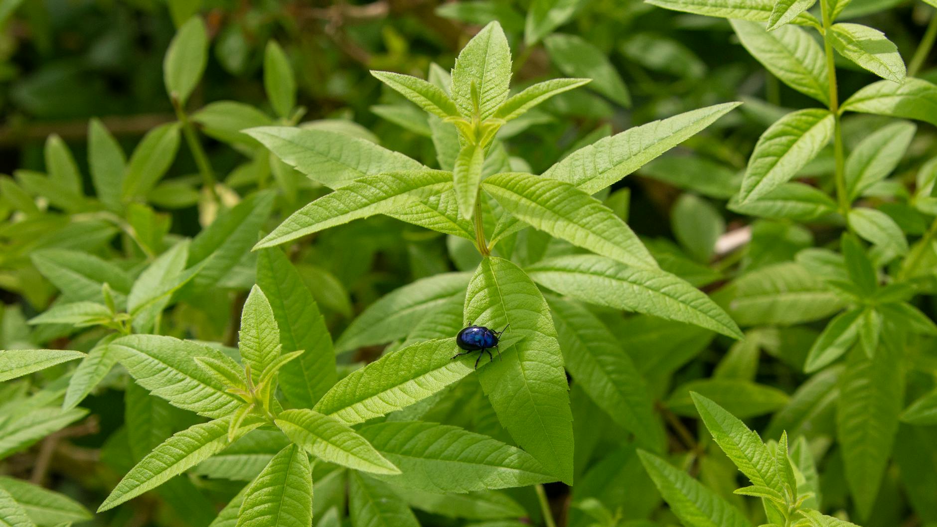 Insecte Vibrant Sur Des Feuilles De Verveine Vertes Fraîches