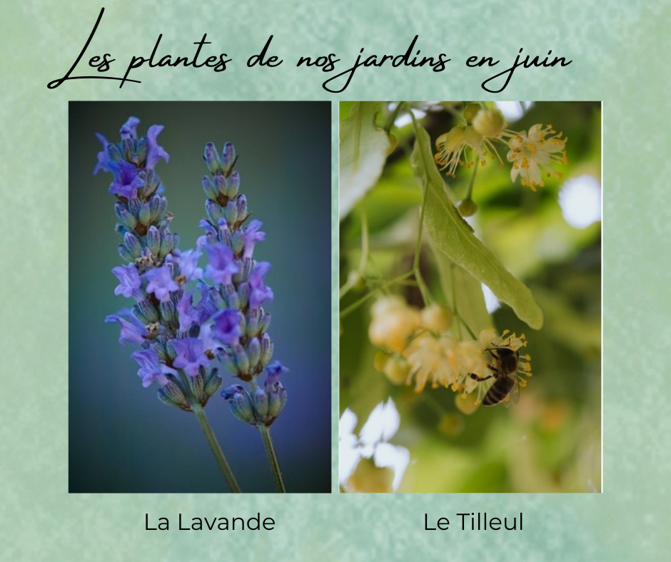 Formation Plantes Juin