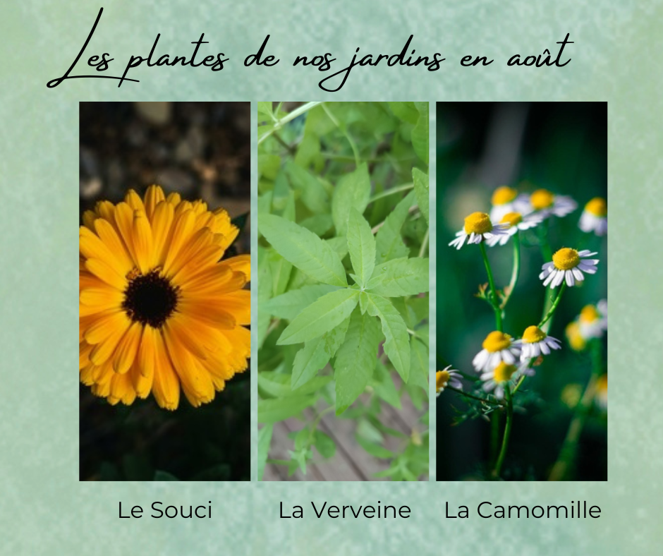 Formation Plantes Août