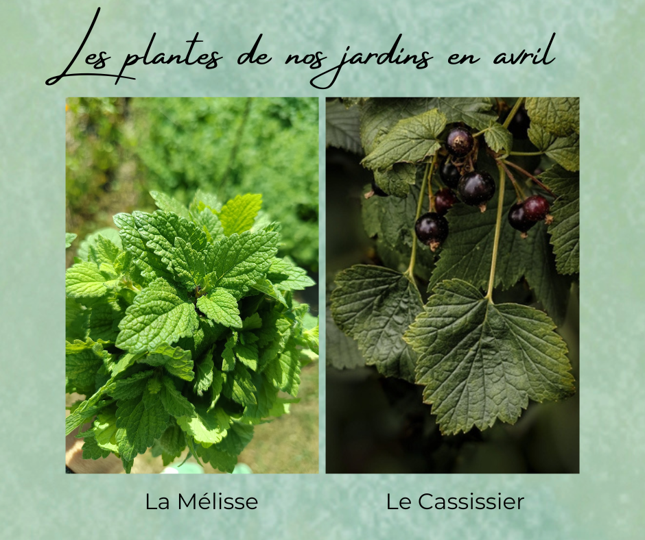 Formation Plantes Avril