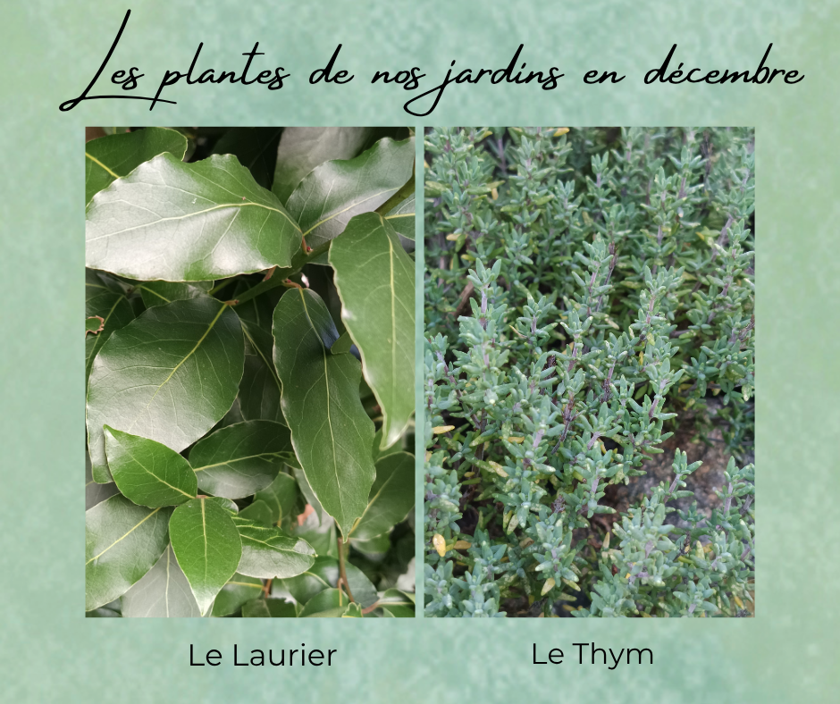 Formation Plantes Décembre