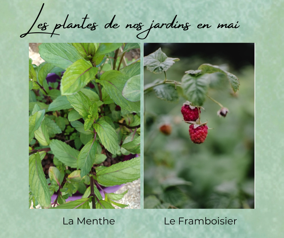 Formation Plantes Mai