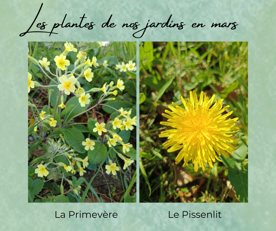 Formation Plantes Mars