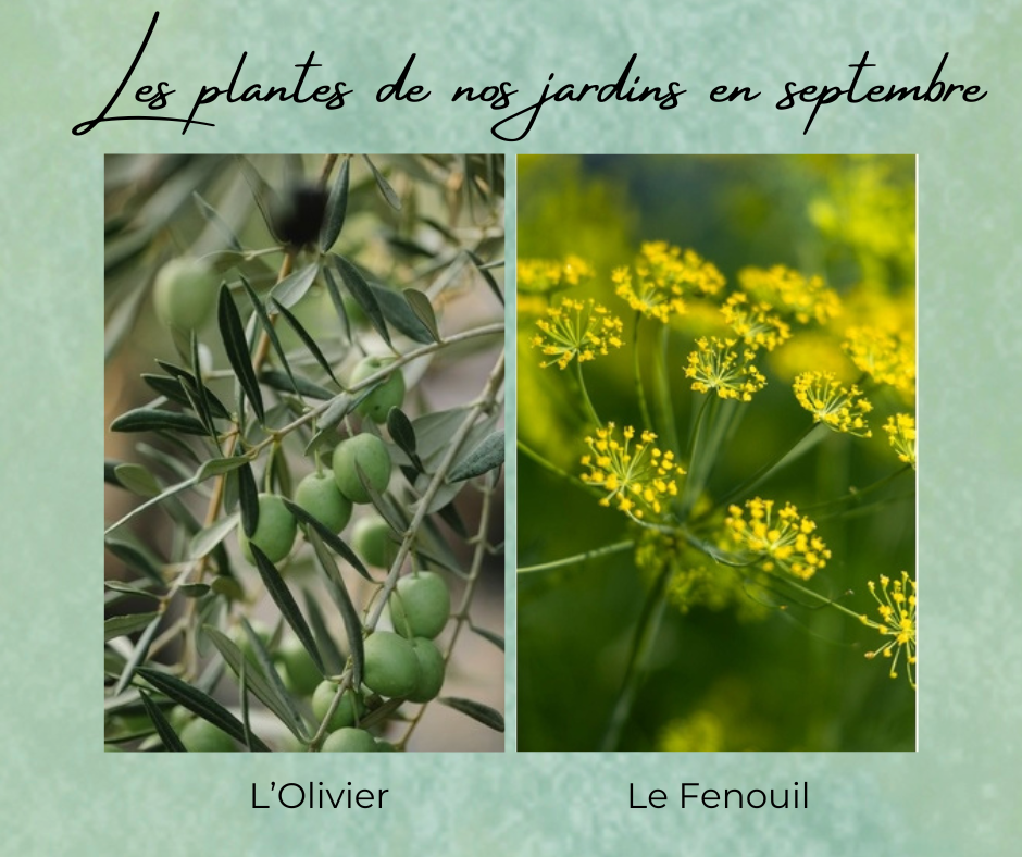 Formation Plantes Septembre