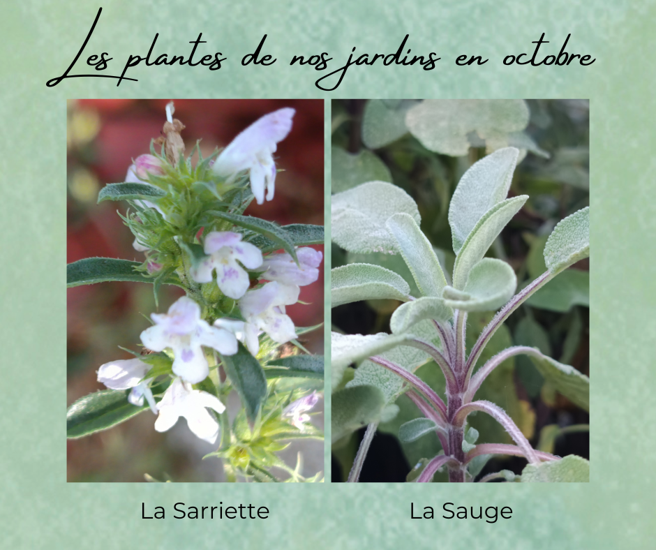 Formation Plantes Octobre