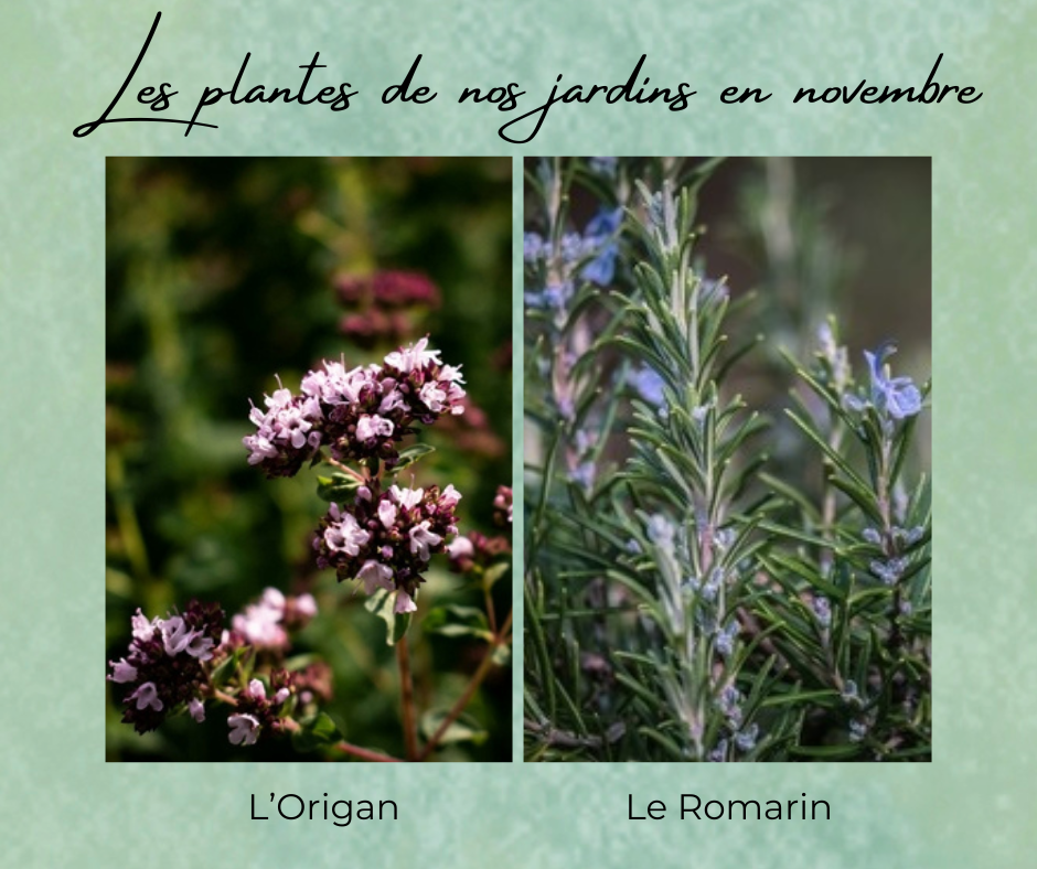 Formation Plantes Novembre