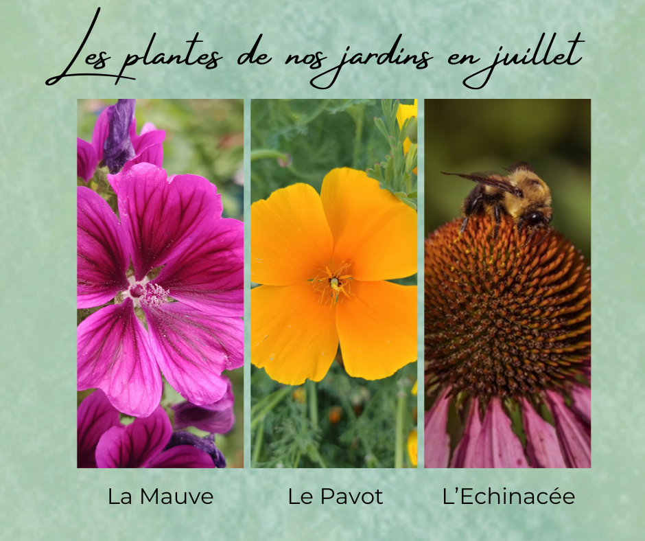 Formation Plantes Juillet