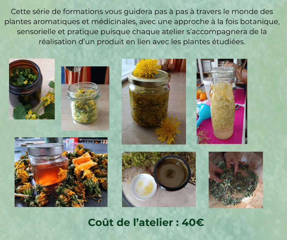 Formation Plantes de nos Jardins en pratique